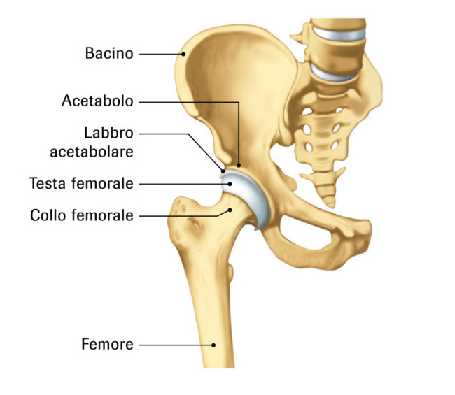 Тазобедренный сустав соединение. ТБС тазобедренного сустава. Вертлужная впадина тазобедренного сустава анатомия. Тазобедренный сустав анатомия человека строение и функции. Тазобедренный сустав анатомия строение.
