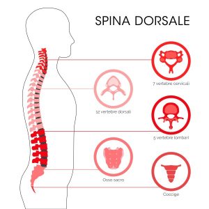 spina-dorsale